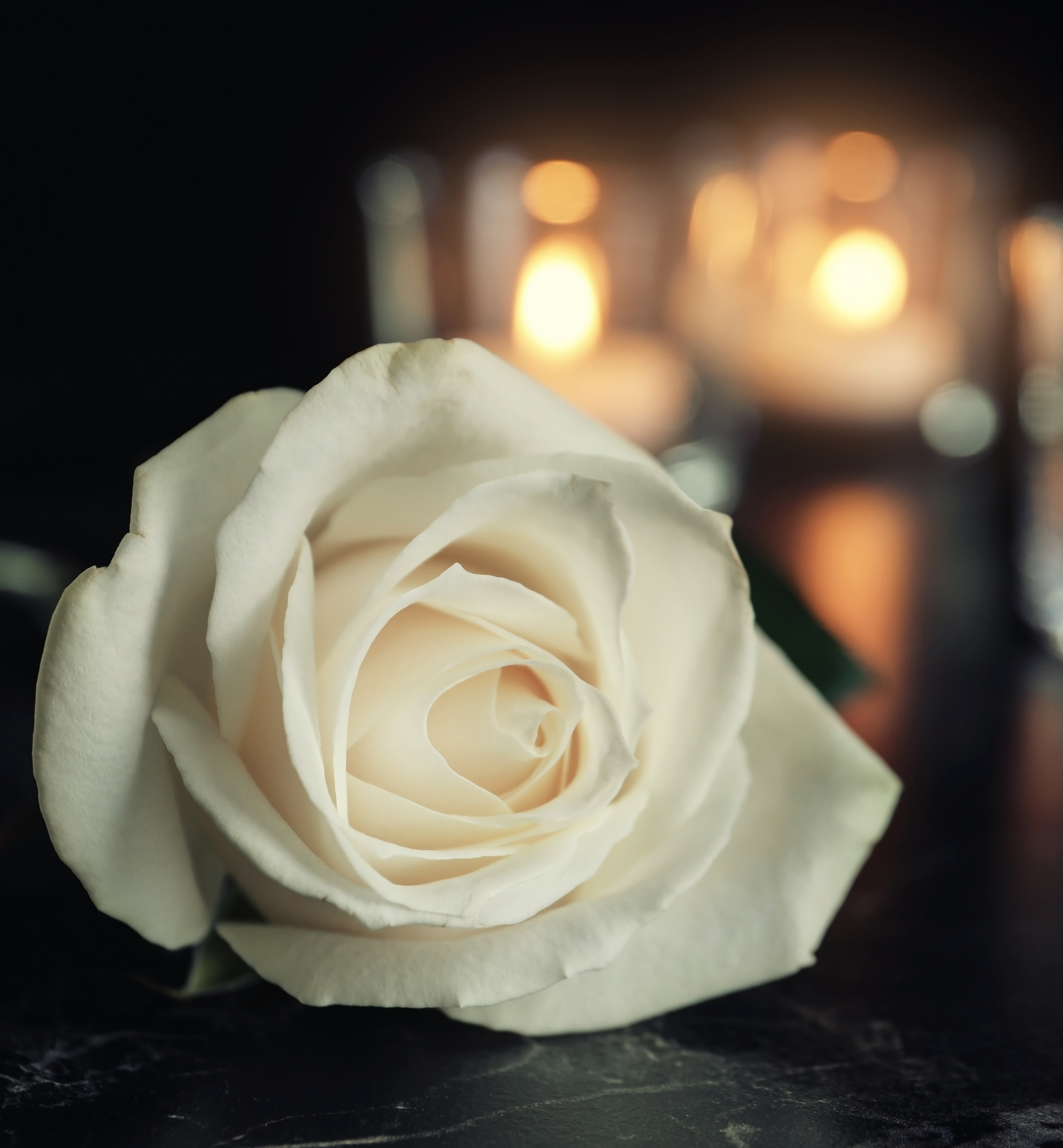 close-up of a white rose with candles glowing in the background