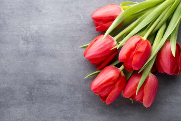 A bunch of red tulips set out for Pentecost.